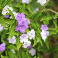 Brunfelsia